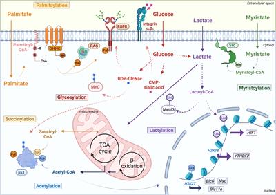 Metabolite-derived protein modifications modulating oncogenic signaling